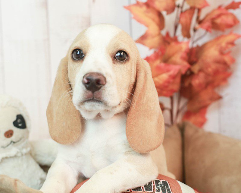 Judy Miller Puppies Animal Kingdom Arizona