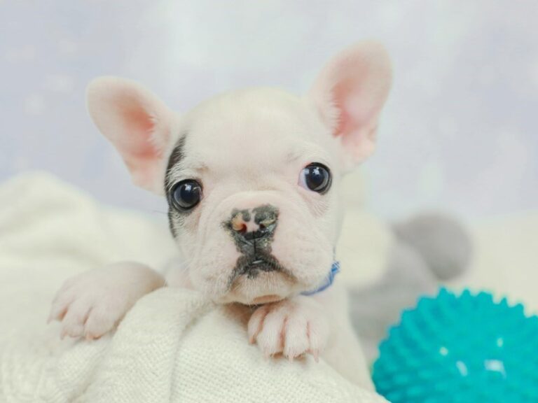 French Bulldog
