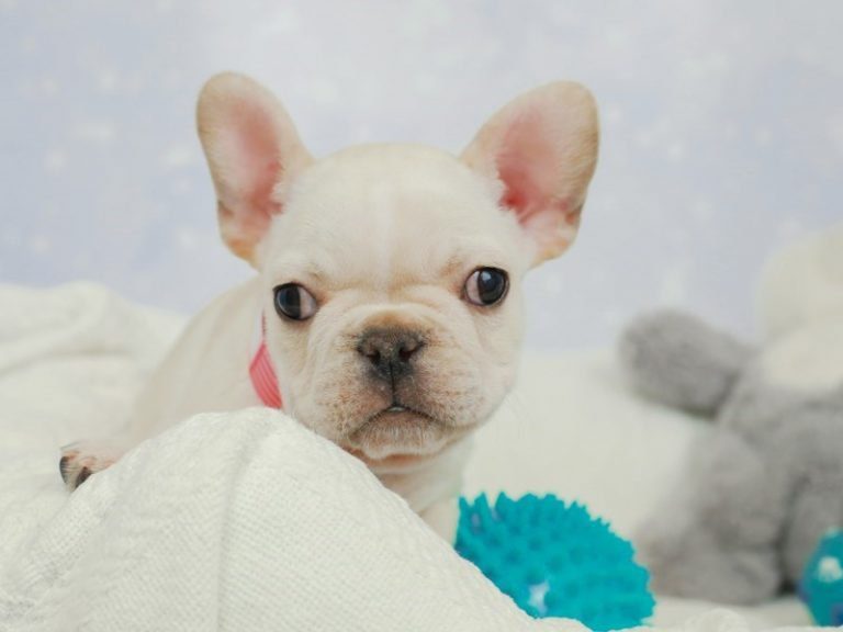 French Bulldog