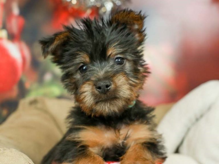 Silky Terrier