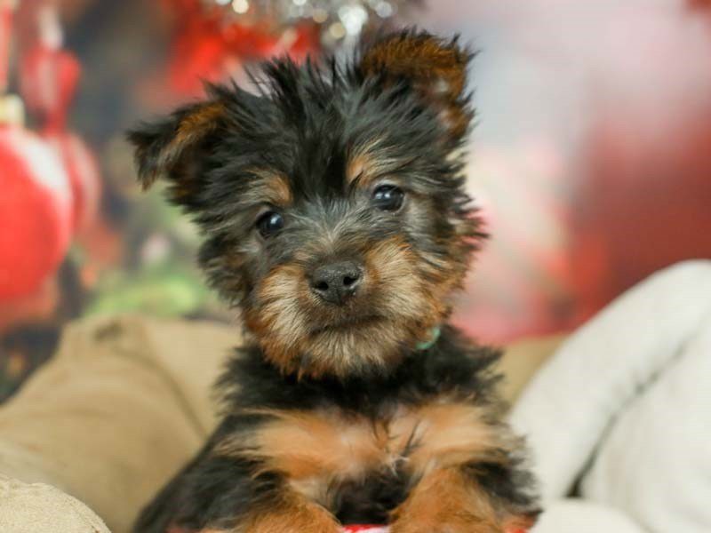 Silky Terrier-Male-BLACK/TAN-2569051-Animal Kingdom | Puppies N Love