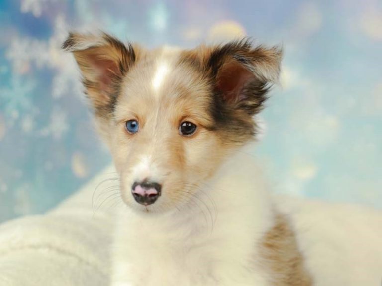 Shetland Sheepdog