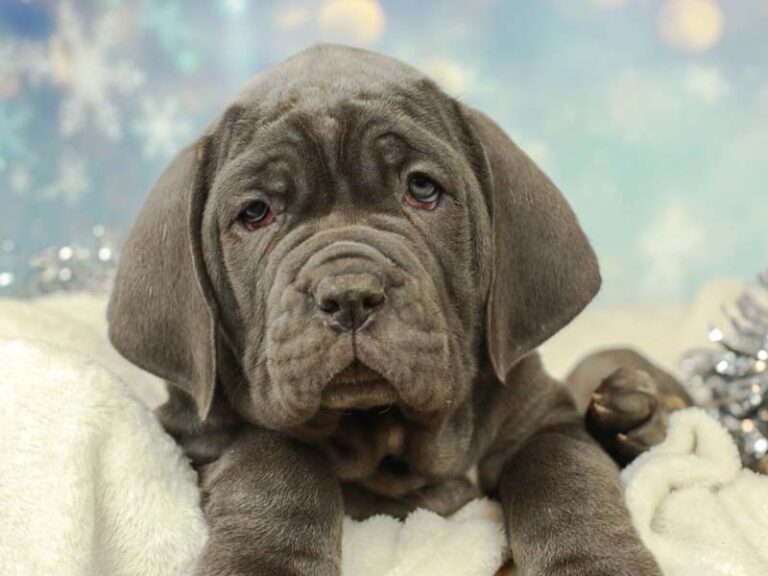 Neapolitan Mastiff