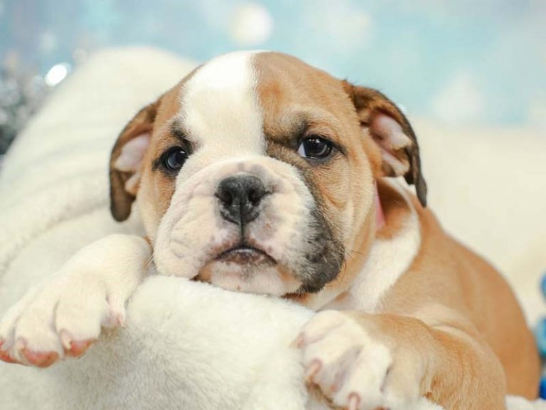 English Bulldog