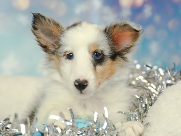 Shetland Sheepdog