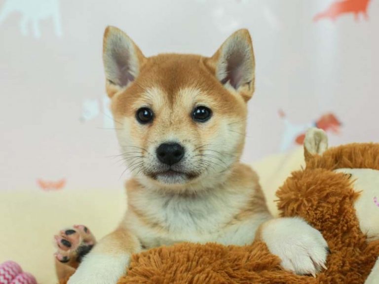 Shiba Inu