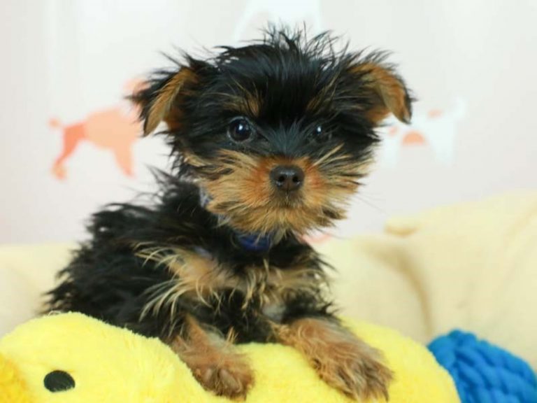Yorkshire Terrier