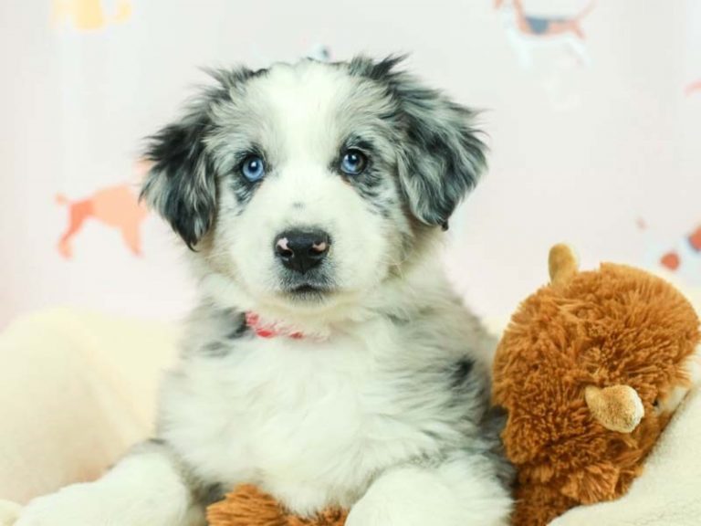 Mini American Shepherd