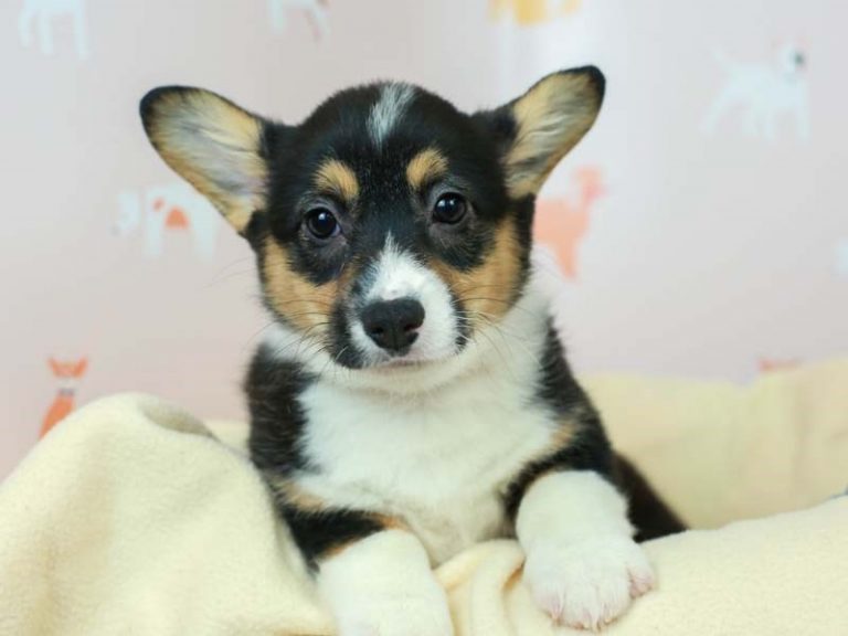 Pembroke Welsh Corgi