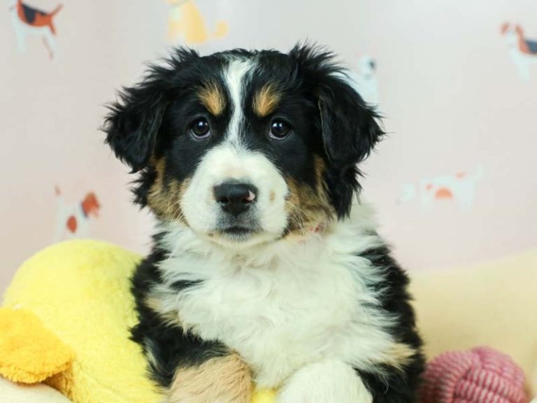 Mini American Shepherd