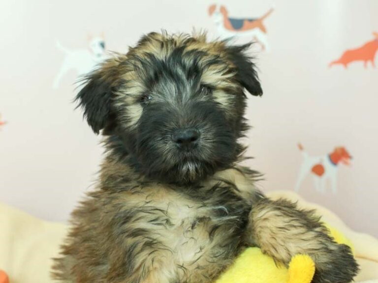 Soft Coated Wheaten Terrier