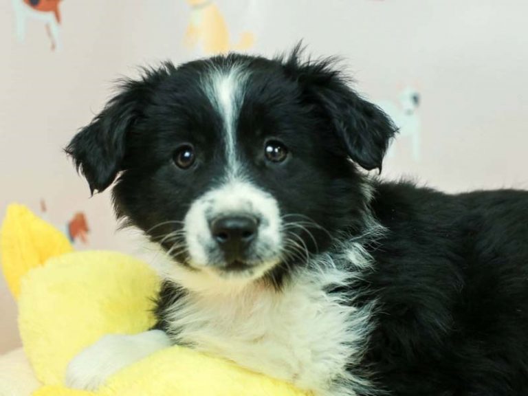 Mini American Shepherd