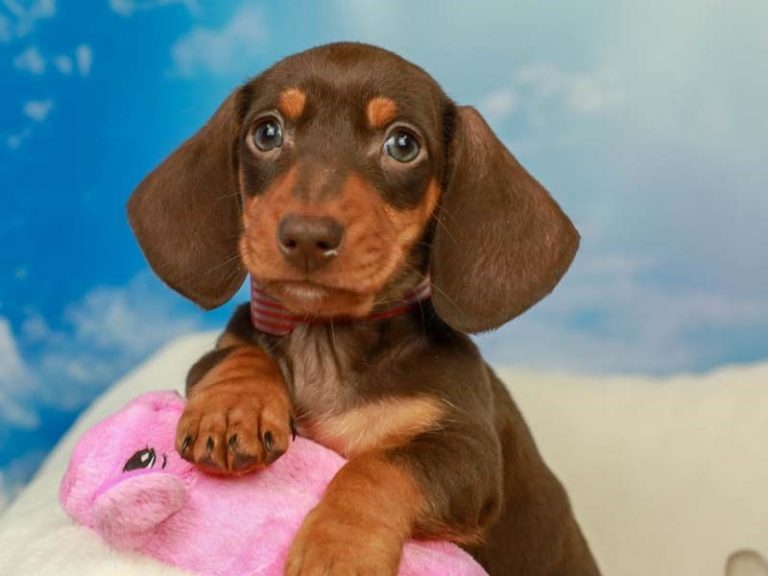 Dachshund