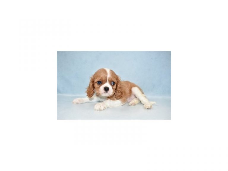 Cavalier King Charles Spaniel