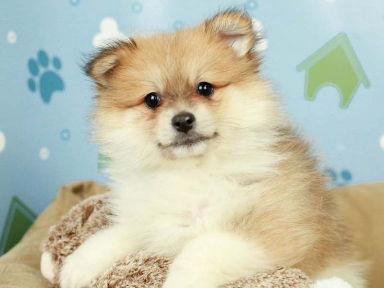 Pomeranian