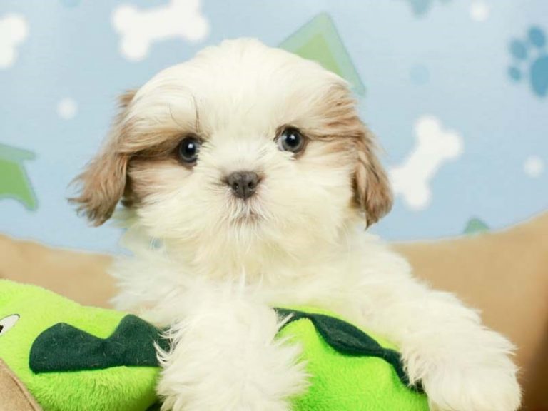 Shih Tzu