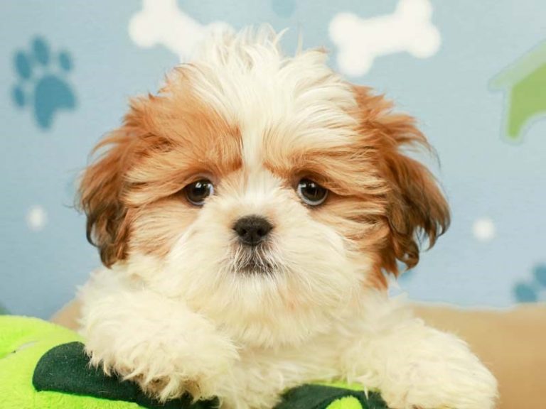 Shih Tzu