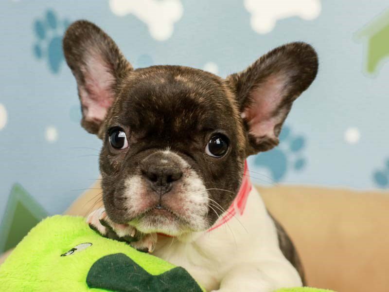 French Bulldog-DOG-Female--2598350-Animal Kingdom | Puppies N Love