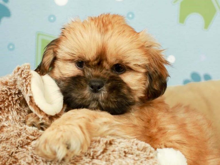 Shih Tzu