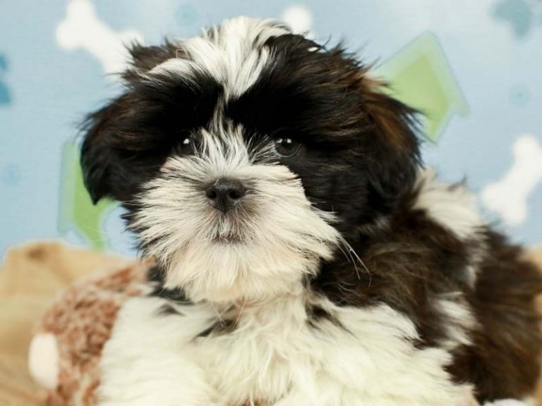 Shih Tzu