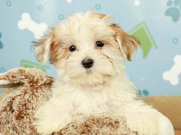 Morkie