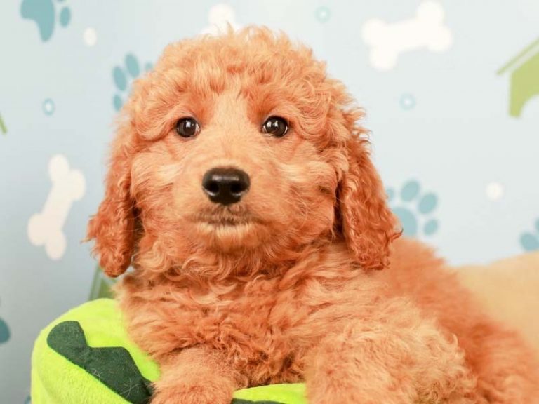 Mini Goldendoodle