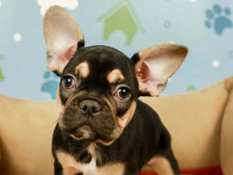 French Bulldog