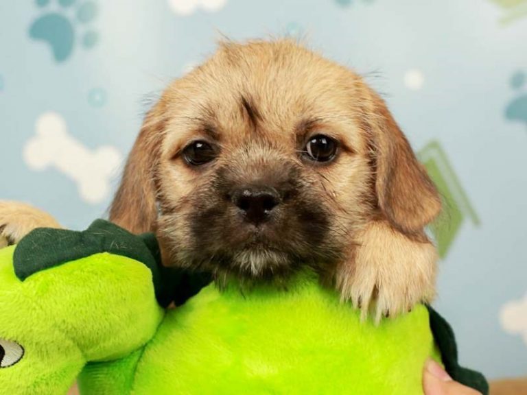 Bull Shih