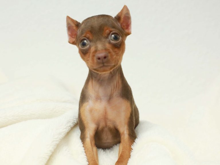 Miniature Pinscher