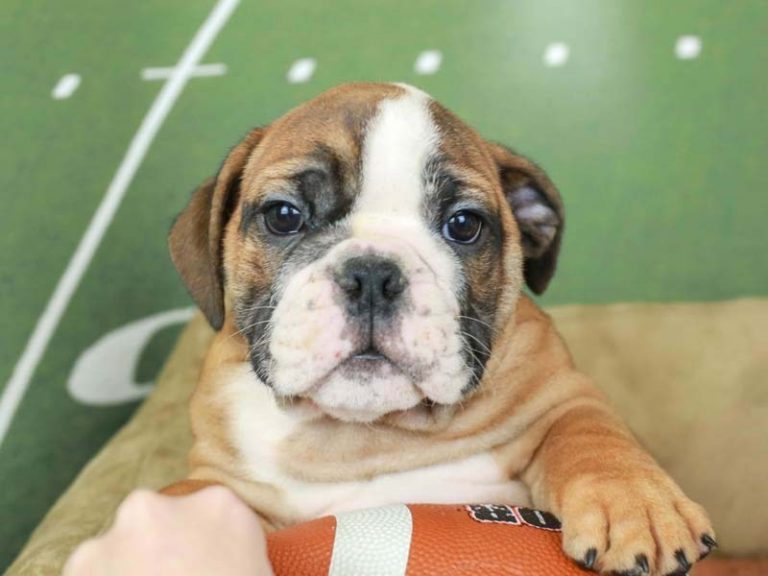 English Bulldog