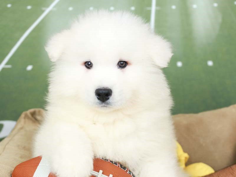 Samoyed-Male--2605591-Animal Kingdom | Puppies N Love