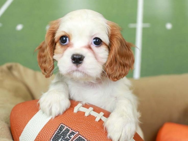 Cavalier King Charles Spaniel