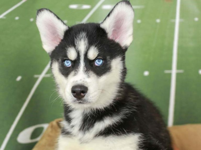 Siberian Husky