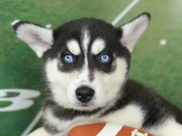 Siberian Husky