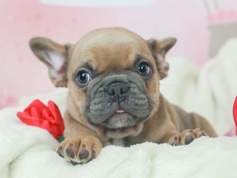 French Bulldog-DOG-Male-Blue Fawn-2603057-Animal Kingdom | Puppies N Love