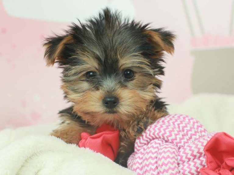 Yorkshire Terrier