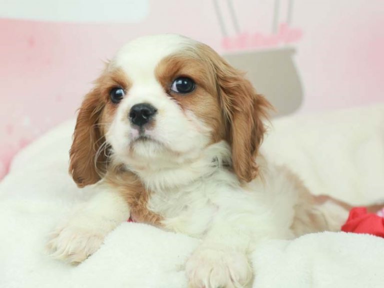 Cavalier King Charles