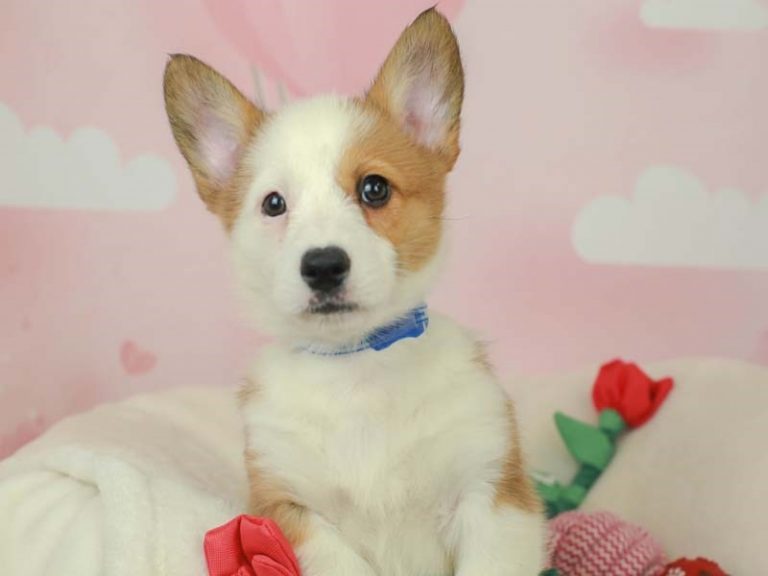 Pembroke Welsh Corgi
