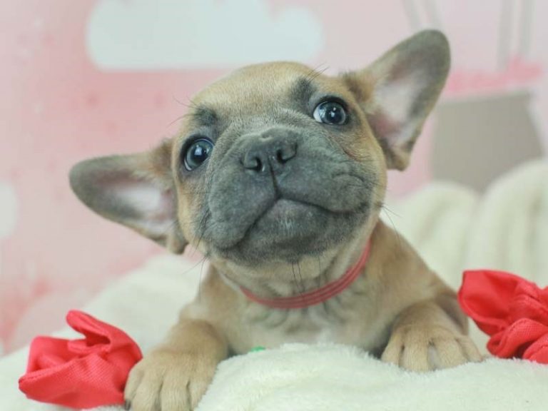 French Bulldog