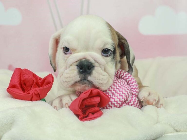 English Bulldog