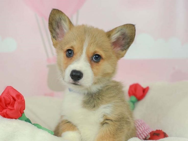 Pembroke Welsh Corgi