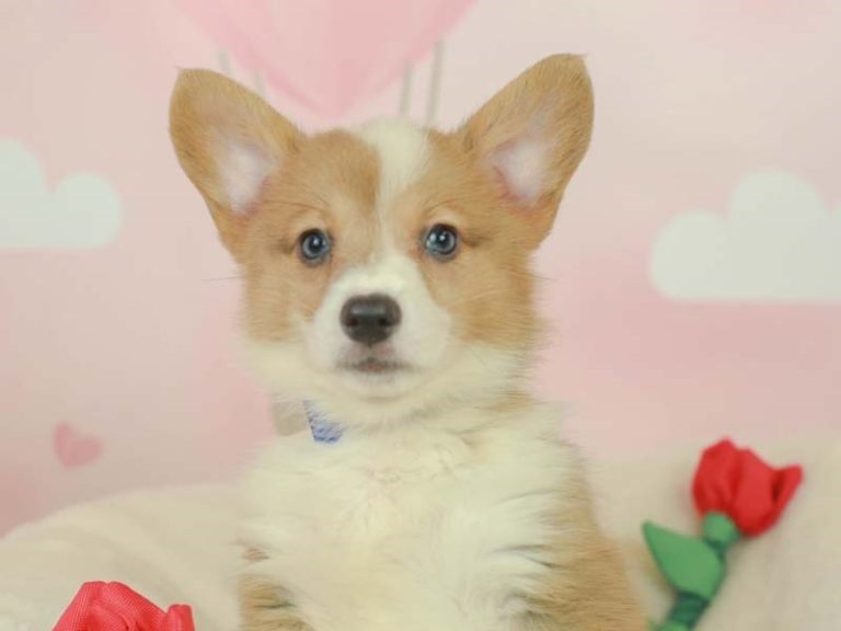 Pembroke Welsh Corgi