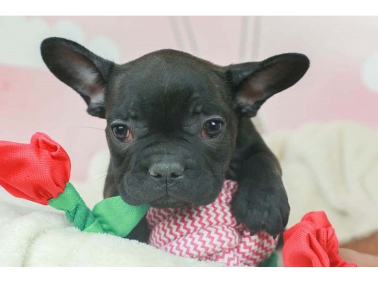 French Bulldog