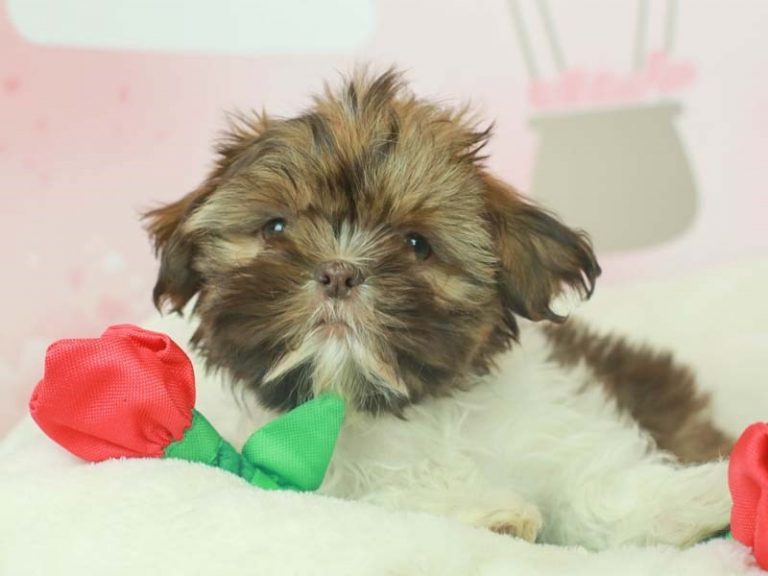 Shih Tzu