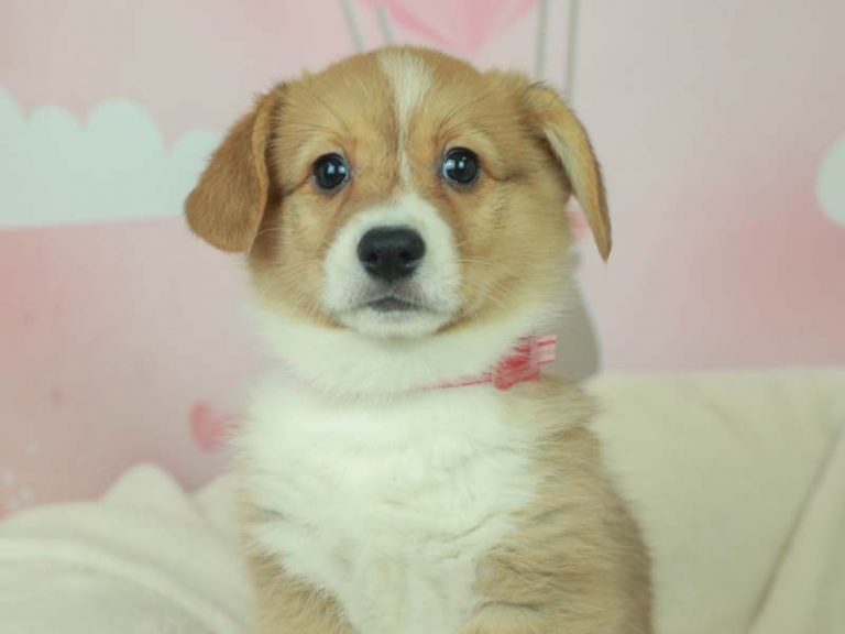 Pembroke Welsh Corgi