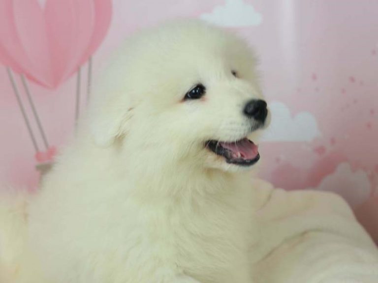 Samoyed