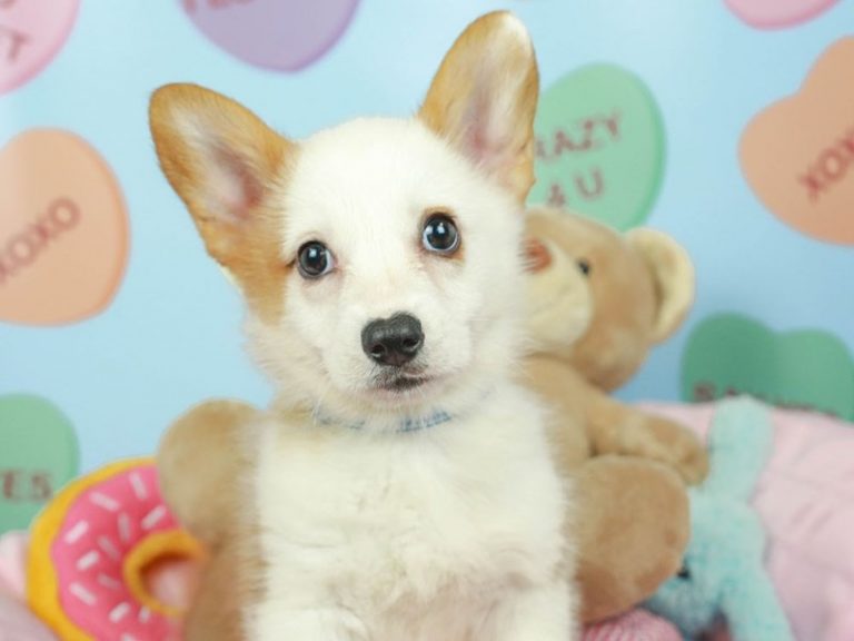 Pembroke Welsh Corgi