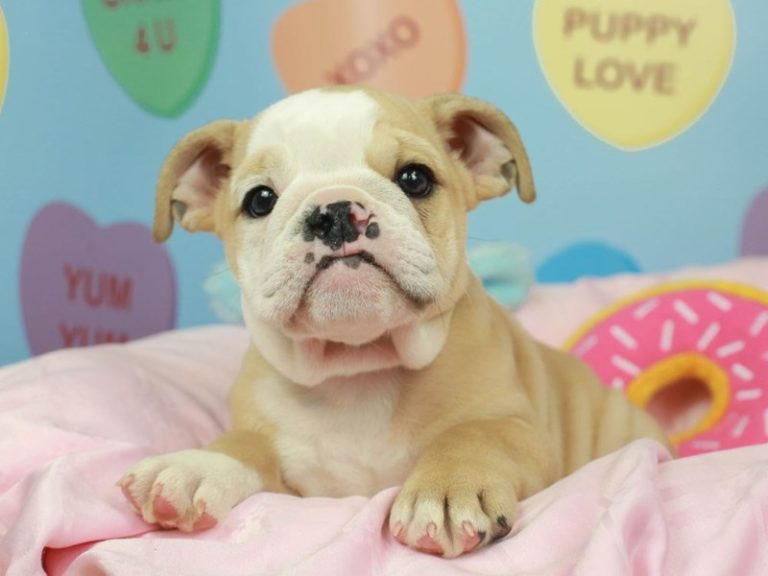 English Bulldog