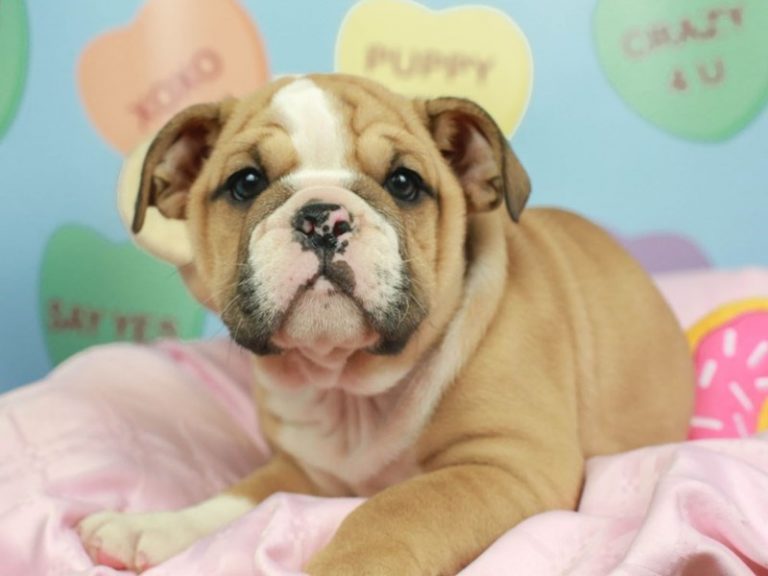 English Bulldog