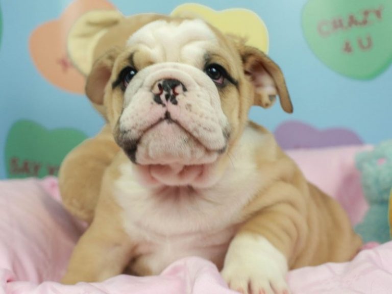English Bulldog